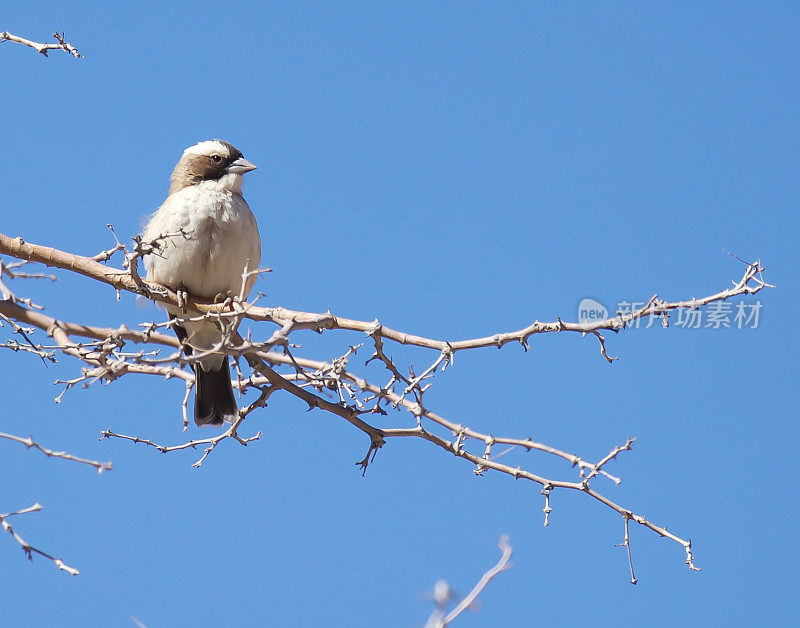 White-Browed Sparrow-Weaver